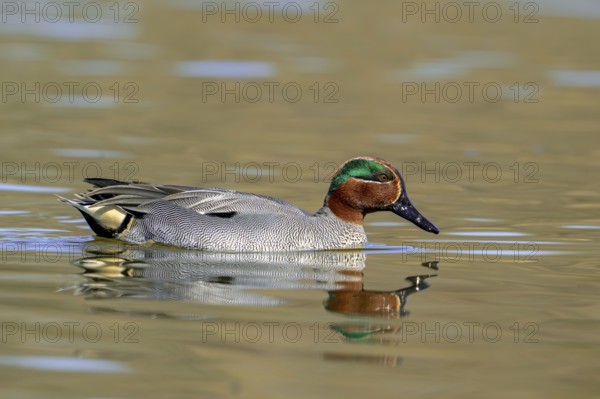 Eurasian teal, common teal, Eurasian green-winged teal (Anas crecca) adult male swimming in lake, pond in late winter, early spring