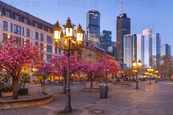 The ornamental cherries on Opernplatz in Frankfurt am Main, near the Alte Oper, are in full bloom in spring, Frankfurt am Main, Hesse, Germany, Europe