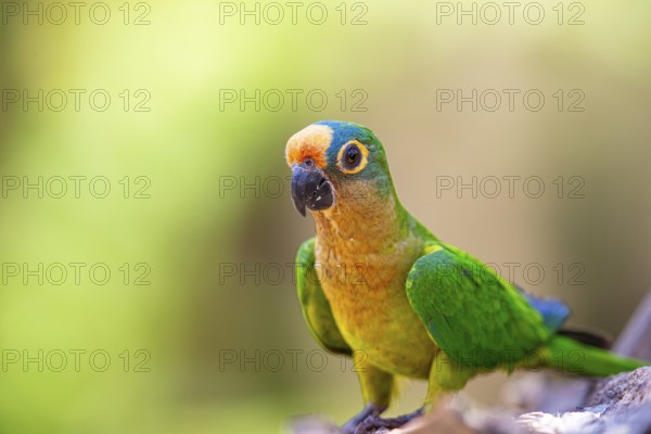 Peach-fronted conure (Aratinga aurea) Pantanal Brazil