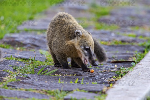 South American coati (nasua nasua) Pantanal Brazil