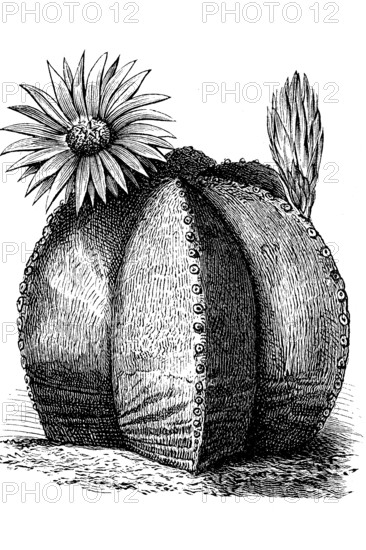 Cactus, Astrophytum myriostigma, with flower, illustration from 1890, historical, digital reproduction of an original from the 19th century
