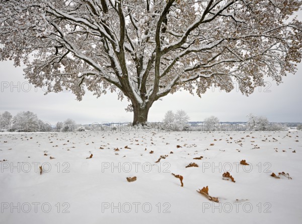 English oak (Quercus robur), with autumn-coloured leaves in the snow, Birri, Freiamt, Canton Aargau, Switzerland, Europe