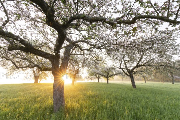Fresh blossom, morning light, ground mist... simply magical! Foothills orchard meadow in bloom - apple tree avenue in the morning light with ground mist