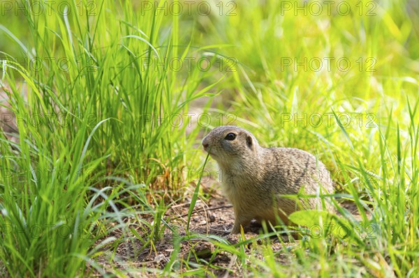 European ground squirrel (Spermophilus citellus) on a meadwo, Bavaria, Germany, Europe
