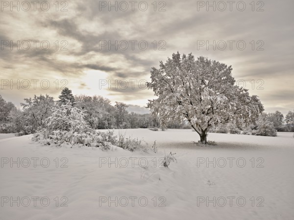 English oak (Quercus robur), with autumn-coloured leaves in the snow, Birri, Freiamt, Canton Aargau, Switzerland, Europe
