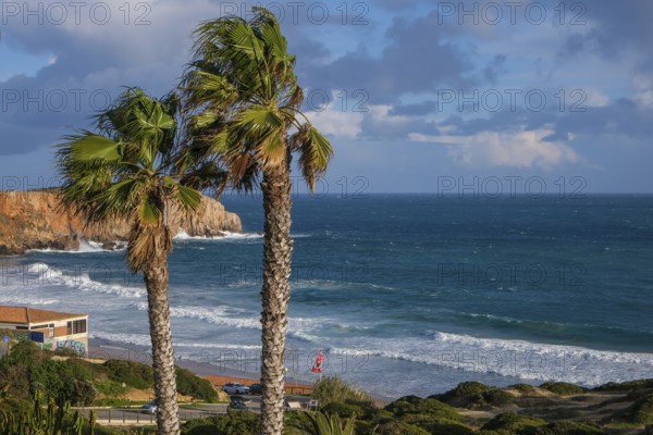 Sagres, Algarve, Portugal - Palm trees on the town beach Praia da Mareta, with the Ponta da Atalaia viewpoint in the background