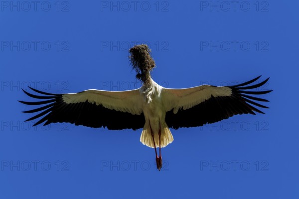 Stork carrying nesting material in flight against a blue sky, White Stork (Ciconia ciconia), wildlife, Germany, Europe