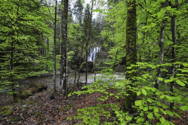 Waterfall at the Steigbach in the Steigbachtobel near Immenstadt in Oberallgäu, Bavaria, Germany, Europe
