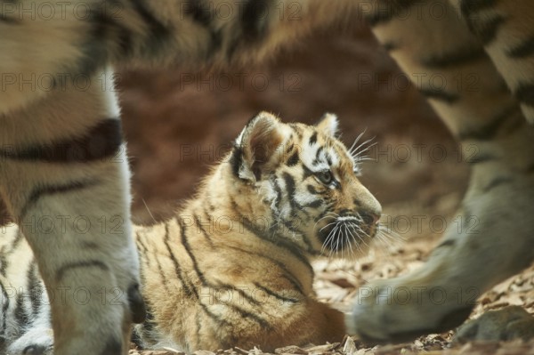 Close-up of a Siberian tiger (Panthera tigris altaica) cub, captive