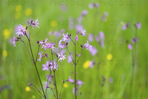 Flowers in a meadow with pink and yellow blossoms and a green, blurred background