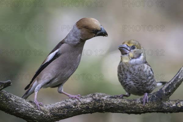Hawfinch (Coccothraustes coccothraustes), adult bird feeding young, Emsland, Lower Saxony, Germany, Europe