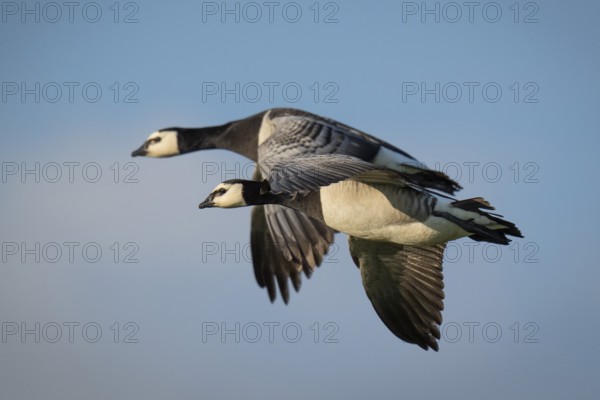 Barnacle geese or barnacle geese (Branta leucopsis) in flight over Hauke-Haien-Koog nature reserve, North Friesland, Schleswig-Holstein, Germany, Europe
