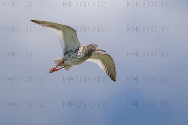 Common redshank (Tringa totanus) in flight, Hallig Hooge, Wadden Sea, Schleswig-Holstein, Germany, Europe