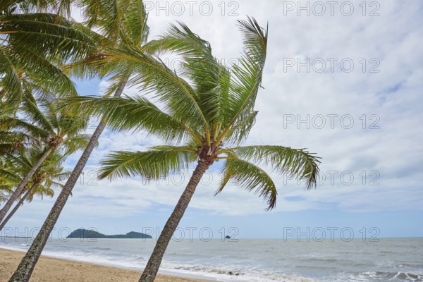 Landscape of Clifton Beach with coconut palms in spring, Queensland Australia