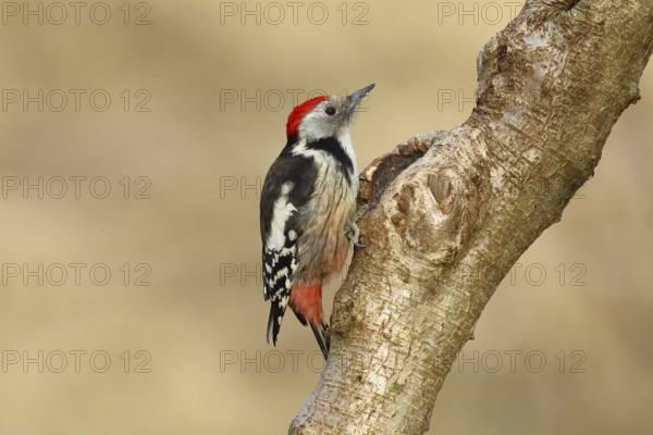 Middle spotted woodpecker (Dendrocopos medius) sitting at a water pot in a tree trunk, Animals, Birds, Woodpeckers, Wilnsdorf, North Rhine-Westphalia, Germany, Europe