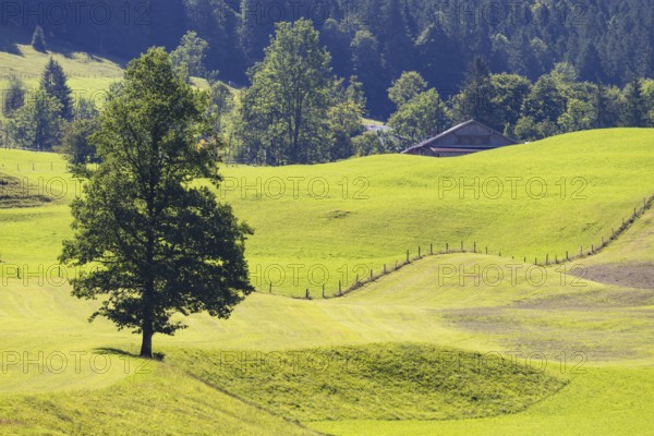 Mountain maple (Acer pseudoplantanus) in Trettachtal, near Oberstdorf, Oberallgäu, Allgäu, Bavaria, Germany, Europe