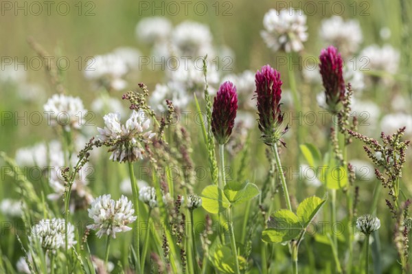 Incarnate clover (Trifolium incarnatum) and white clover (Trifolium repens), Emsland, Lower Saxony, Germany, Europe