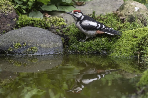 Great spotted woodpecker (Dendrocopos major), juvenile, Emsland, Lower Saxony, Germany, Europe