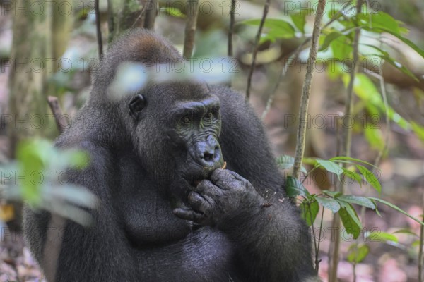 Western lowland gorilla (Gorilla gorilla gorilla), male animal, silverback, Loango National Park, Parc National de Loango, Ogooué-Maritime Province, Gabon, Africa