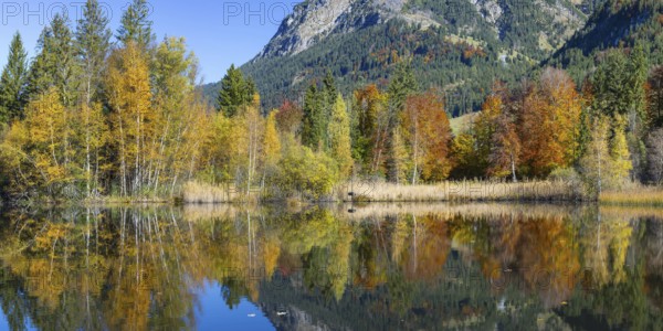 Moorweiher near Oberstdorf, Oberallgäu, Allgäu, Bavaria, Germany, Europe