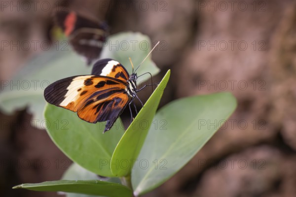 Ithomiine butterfly (Melinaea satevis) resting on a green leaf, Butterfly House, Botanical Garden or Botanisk Have, University of Copenhagen, Denmark, Europe