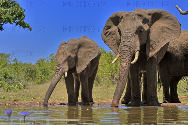 African elephant (Loxodonta africana), adult, female, mother, half-grown young, mother with half-grown young, at the water, drinking, Kruger National Park, Kruger National Park, South Africa, Africa