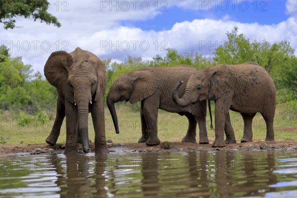 African elephant (Loxodonta africana), three young animals, at the water, drinking, group, Kruger National Park, Kruger National Park, South Africa, Africa