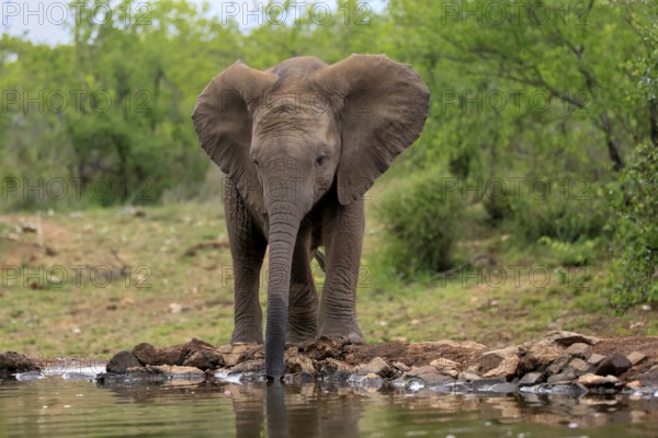 African elephant (Loxodonta africana), young animal, at the water, drinking, Kruger National Park, Kruger National Park, South Africa, Africa