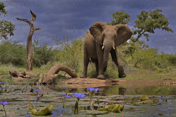African elephant (Loxodonta africana), bull, male, at the water, running, imposing behaviour, Kruger National Park, Kruger National Park, South Africa, Africa