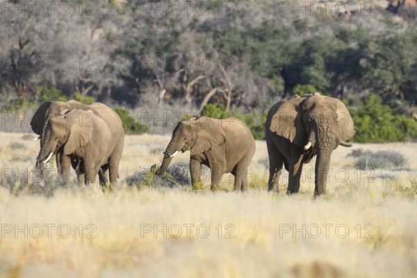 Desert elephants (Loxodonta africana) in the Ugab dry river, Damaraland, Kunene region, Namibia, Africa