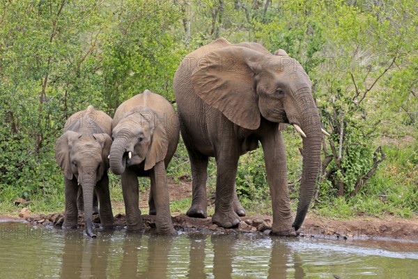 African elephant (Loxodonta africana), juvenile, mother, adult, female, mother with two juveniles, at the water, drinking, Kruger National Park, Kruger National Park, South Africa, Africa