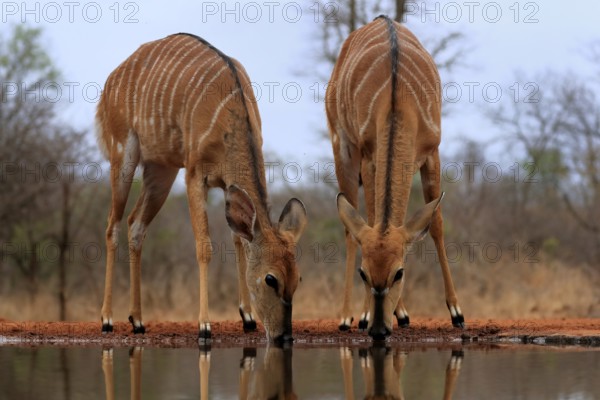 Nyala (Tragelaphus angasii), adult, female, two females, drinking, at the water, Kruger National Park, Kruger National Park, Kruger National Park South Africa