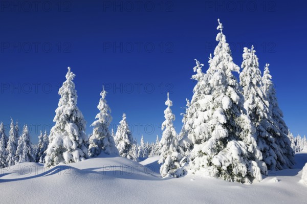 Snow-covered winter landscape, snow-covered spruces and sparkling snow crystals, Harz National Park, Saxony-Anhalt, Germany, Europe