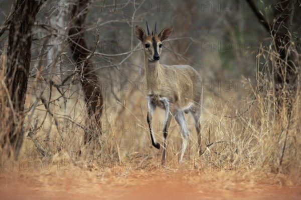 Crowned duiker (Sylvicapra grimmia), adult, male, running, foraging, Kruger National Park, Kruger National Park, Kruger National Park South Africa