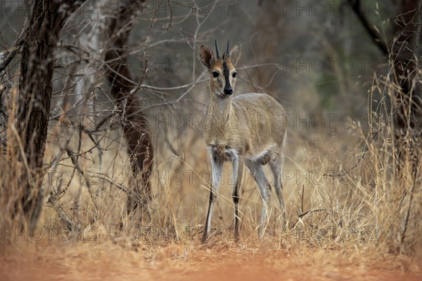 Crowned duiker (Sylvicapra grimmia), adult, male, foraging, Kruger National Park, Kruger National Park, Kruger National Park South Africa