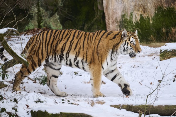 Siberian tiger (Panthera tigris altaica) walking in the snow in winter, captive, Germany, Europe