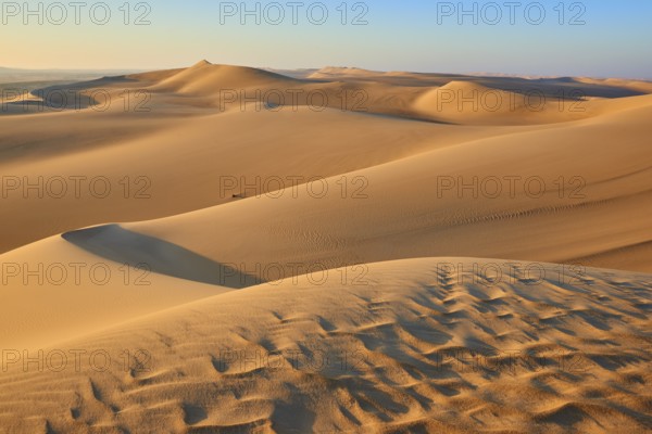 Endless sand dunes under a clear blue sky, glowing in golden sunlight, Matruh, Great Sand Sea, Libyan Desert, Sahara, Egypt, North Africa, Africa