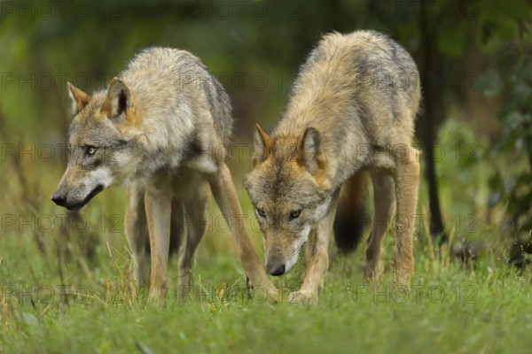 Wolf (Canis lupus), two wolves in forest, summer, Germany, Europe
