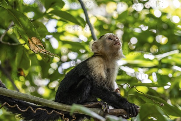 White-headed capuchin (Cebus imitator) in a tree, Cahuita National Park, Costa Rica, Central America