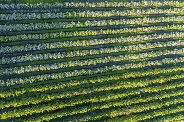 Apple farm near Lofthus at the Sörfjord, a branch of the Hardangerfjord, blomstering in May, drone shot, Hardanger, Norway, Europe