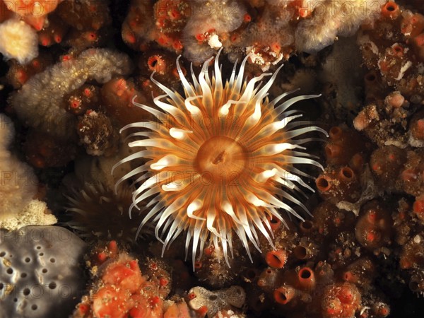 A spiegeleianemone (Actinothoe sphyrodeta) with long, white tentacles surrounded by sponges. Dive site Maharees Islands, Castlegregory, Co. Kerry, Irish Sea, North Atlantic, Ireland, Europe