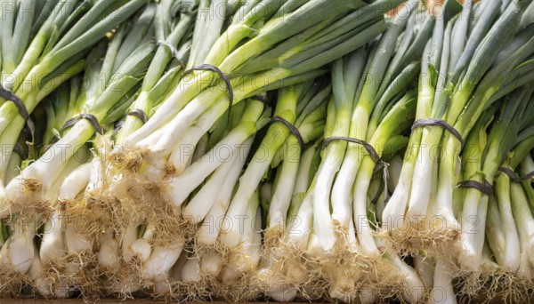 Vegetable, spring onion or spring onion, also known as winter onion, Allium fistulosum, in a bunch at a market stall