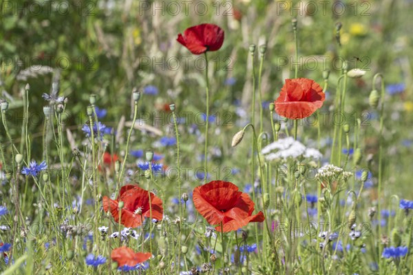 Flower meadow with poppy flower (Papaver rhoeas) and cornflowers (Centaurea cyanea), Emsland, Lower Saxony, Germany, Europe