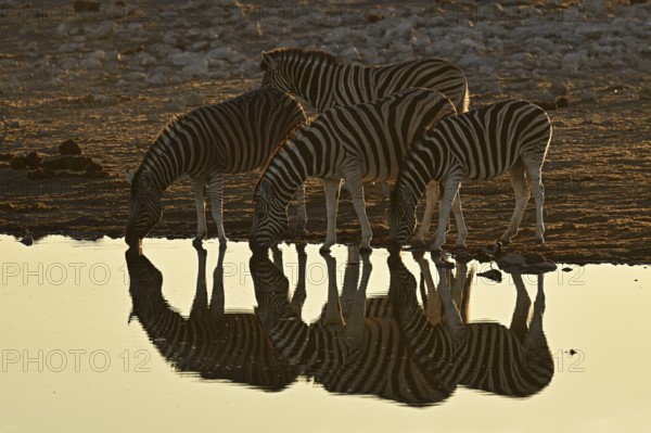 Herd of zebra, Burchell's zebra (Equus quagga burchellii) drinking at the water, waterhole, Etosha National Park, Namibia, Africa
