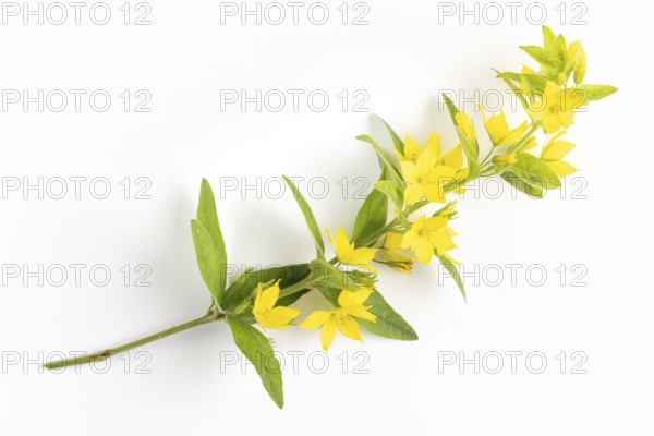 Twig of a spotted loosestrife (Lysimachia punctata) on a white background