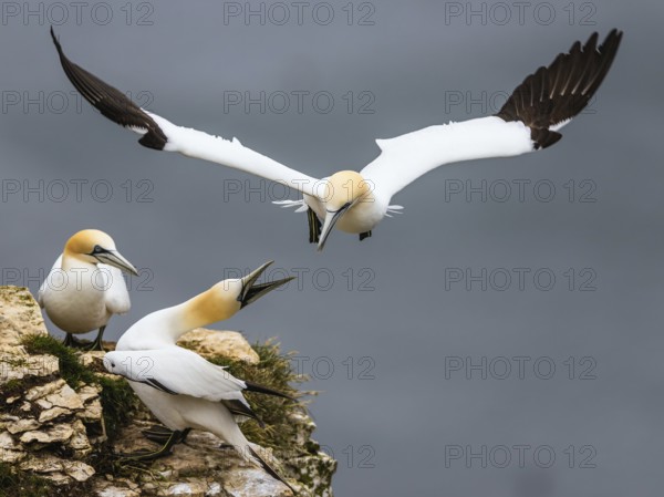 Northern Gannet, Morus bassanus, bird in flight over sea, Bempton Cliffs, North Yorkshire, England, United Kingdom, Europe