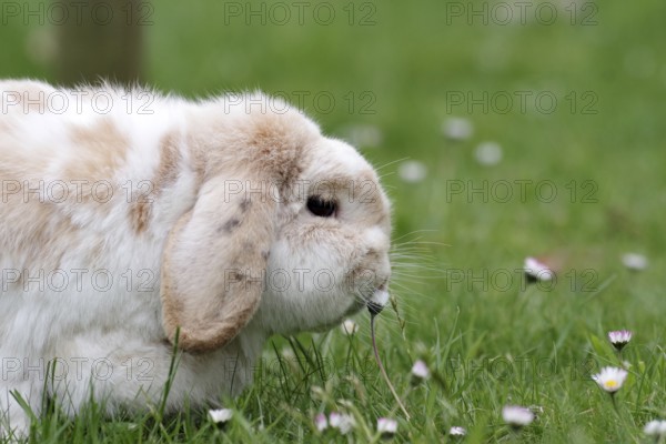 Rabbit (Oryctolagus cuniculus domestica), ram rabbit, portrait, daisy, close-up of a ram rabbit in the garden. The animal sniffs a daisy