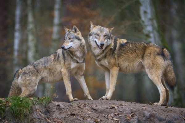 Two gray wolves (Canis Lupus), standing on a hill in the forest with autumnal atmosphere, Germany, Europe