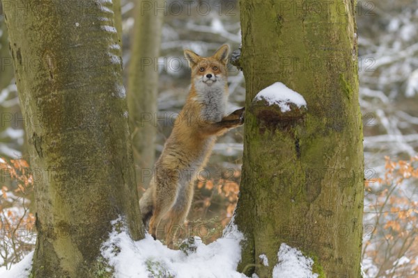 Red fox (Vulpes vulpes), with a bushy tail standing on its hind legs against a tree in a snowy forest, Czech Republic, Europe