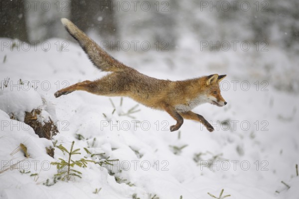 Red fox (Vulpes vulpes), running through the snowy forest, Czech Republic, Europe